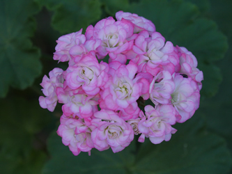 Appleblossom Rosebud (zonal)