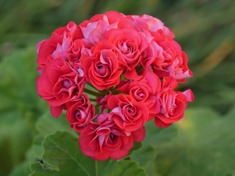 Red Rambler Rosebud (zonal)